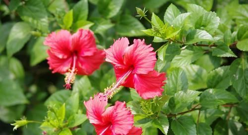 4种花，好看又好养，15天喂一次大补肥，花朵爆满盆