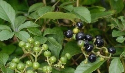 五叶藤|人称“五爪龙”,过去拿来喂猪,却不知是野外救急良药,价值珍贵