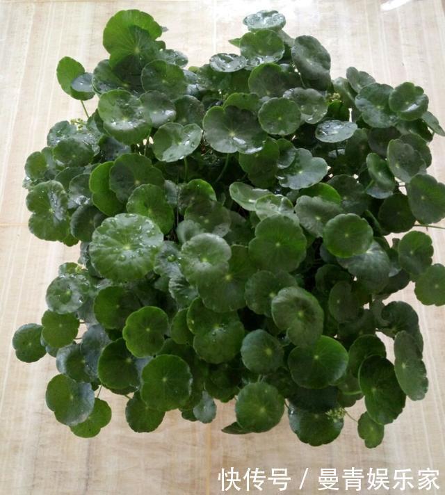 原来白糖才是最好的花肥，绿萝、君子兰，再也不用买高价肥了