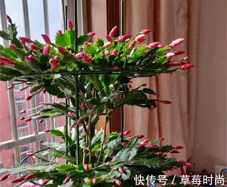 万能肥|它是养花的“万能肥”，含植物所需的8大种氨基酸，养啥花都旺