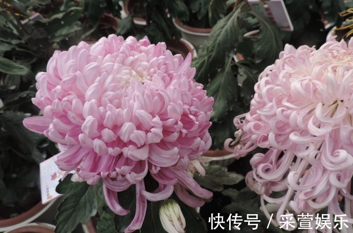 喜欢菊花,不如养盆“珍品名菊”港南大鹫,似端庄贵妇,高贵淡雅