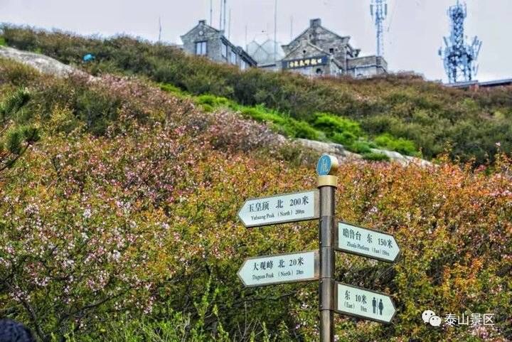 泰山|泰山“云龙”再现！这就是泰山的灵气啊……