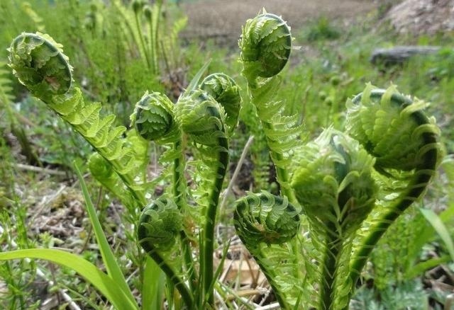 山里一野草，人称“龙头菜”，目前极为珍贵，野外遇见，请勿忽视