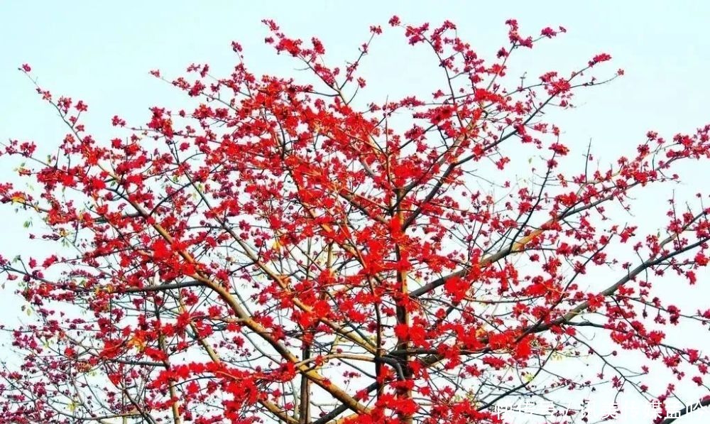 春雨到来，百花盛开！来一场鸟语花香的节后错峰游吧～