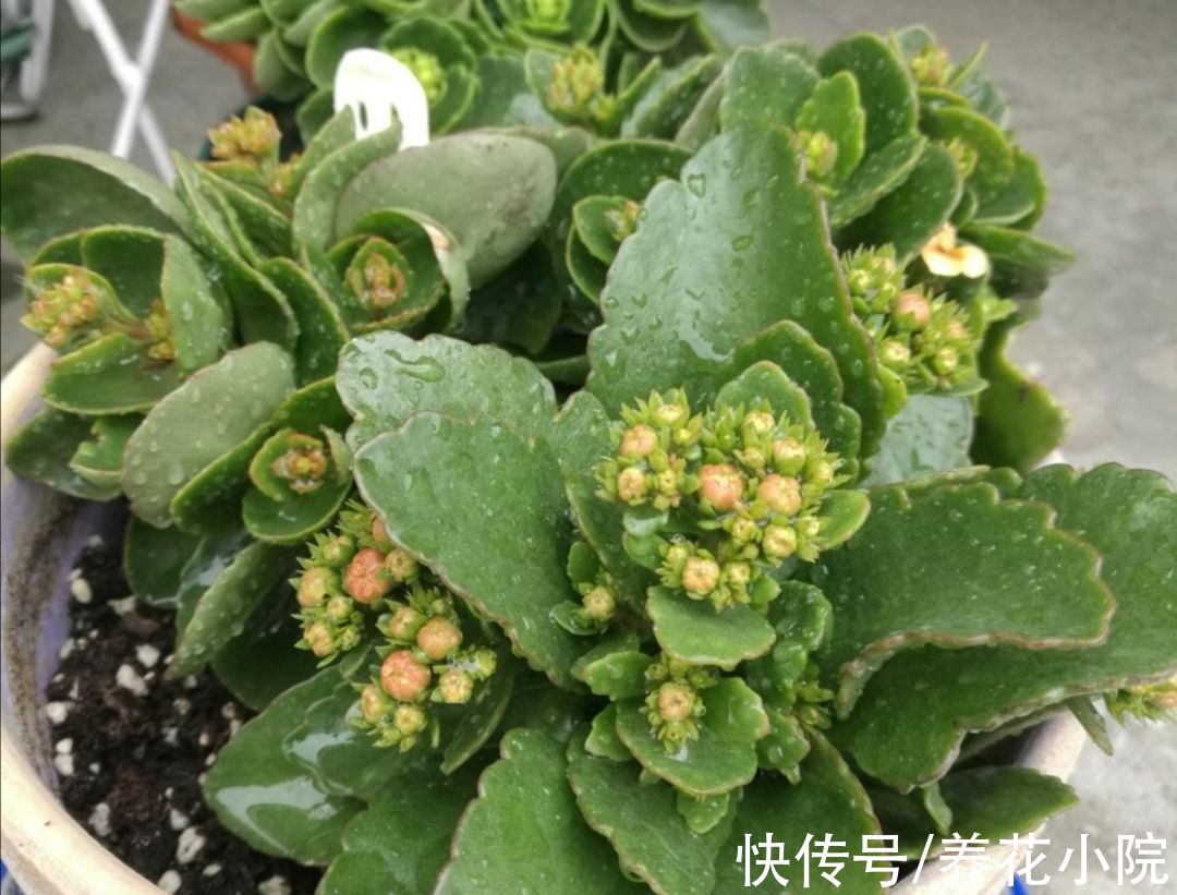 花苞|9月养长寿花，4种错误养护，会影响植株孕育花苞