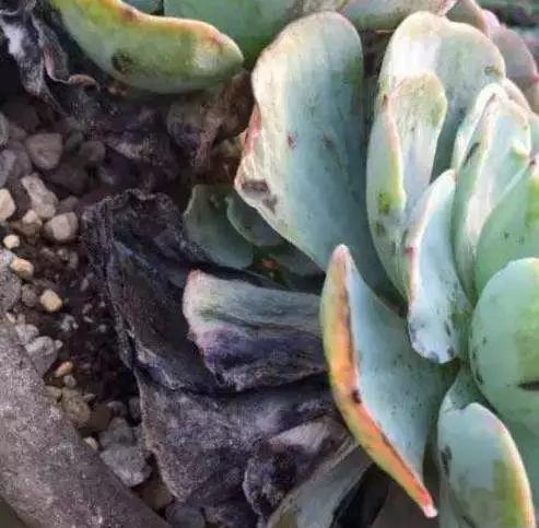 别人的玉蝶种在泥巴里简直太美了!为何你的玉蝶年年养年年死?