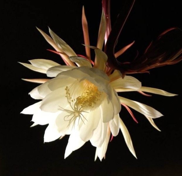 不再|昙花叶片为何频频发黄教你如何预防,让其健康生长,不再枯黄!