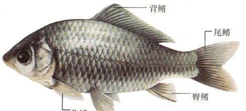 捕捞|“两指”大的鲫鱼,凭什么受到全国钓友的“热烈追捧”