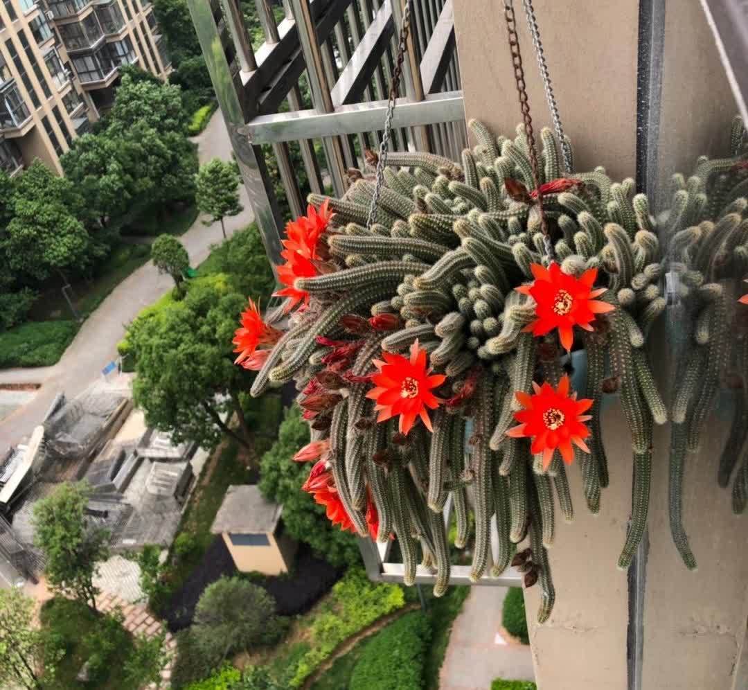 白檀怎么养?做好几点,每年都开出火红火红的花