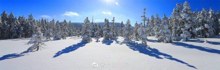 凤凰山景区|雪深超一米！黑龙江凤凰山景区白雪压枝