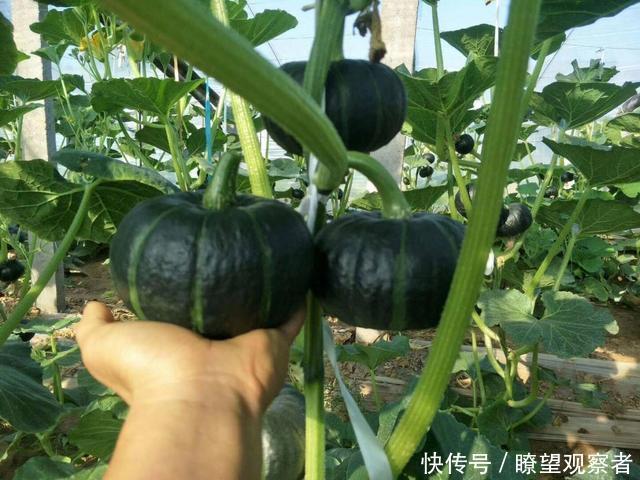 发财果|曾无人问津,现被电商带火10元一个,只有拳头大小的“发财果”