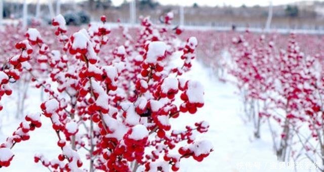 最合适|4种花“不怕冻”,冬天下雪会更美,养护也简单,北方养最合适