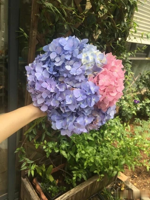 圆滚滚的绣球,瀑布般的花墙,这届花友也太会种花了吧