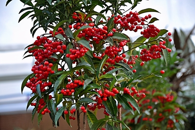 3种象征“财富与幸运”的植物,好养易成活,新手也喜欢