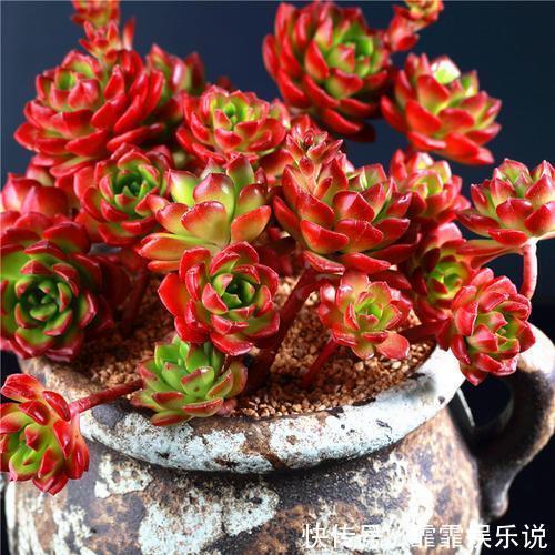 多肉植物越长越瘦是你不会捣鼓，教你4招，个个胖鼓鼓