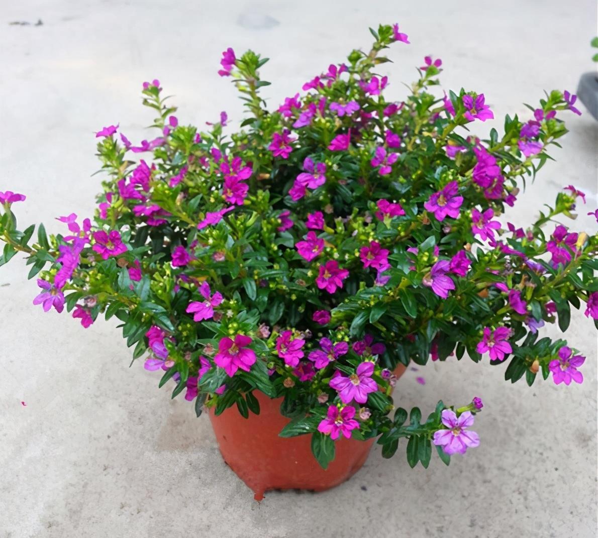 高温40度,6种花“尽情晒”,越晒越开花,密密匝匝一大盆,漂亮