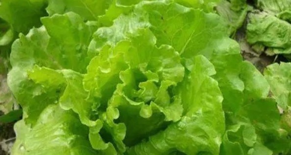 降血压|长寿老人最爱吃3种食物,降血脂、降血压、降血糖、促进智力发育