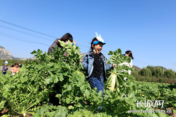 萝卜|智慧农业+休闲文旅：“我和萝卜来拔河”活动在石家庄鹿泉举行