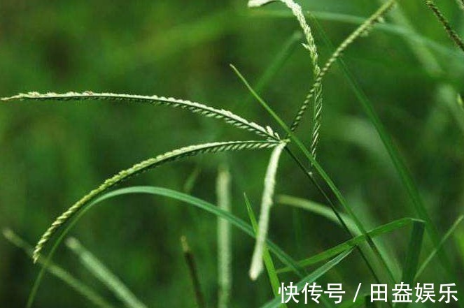 疮疡肿痛|农村人讨厌的野草”牛筋草“,竟有这么多妙处,你还不知道吗
