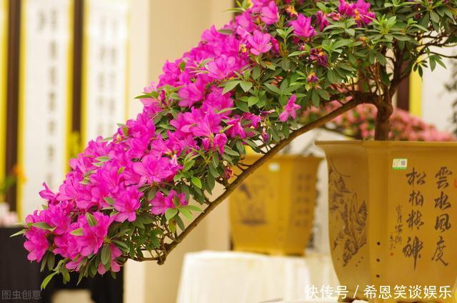 “难养”花草名单已公布,是有些花友的最爱,劝你早放弃