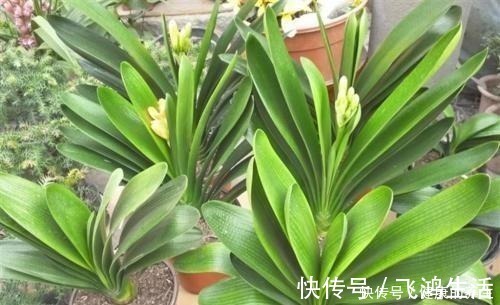 宁旱|给君子兰浇水坚持三个原则,杜绝烂根黄叶,生机勃勃,新叶猛长!