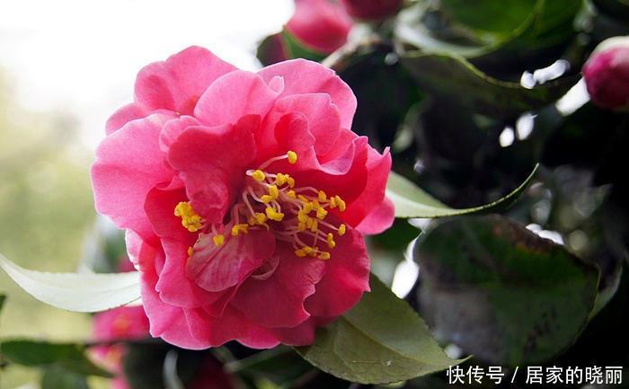 适合|盘点六种适合眼下入手的年宵花