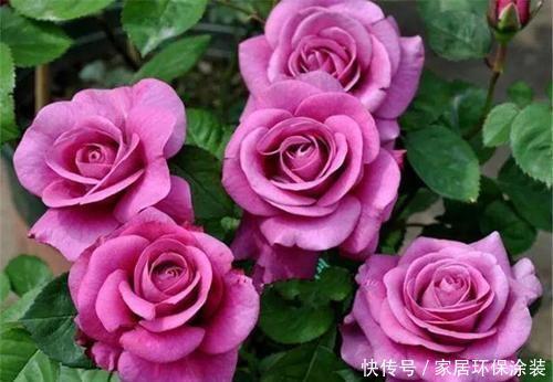 夏天|夏天养月季,4个误区及时了解,以免花花黄叶掉花苞