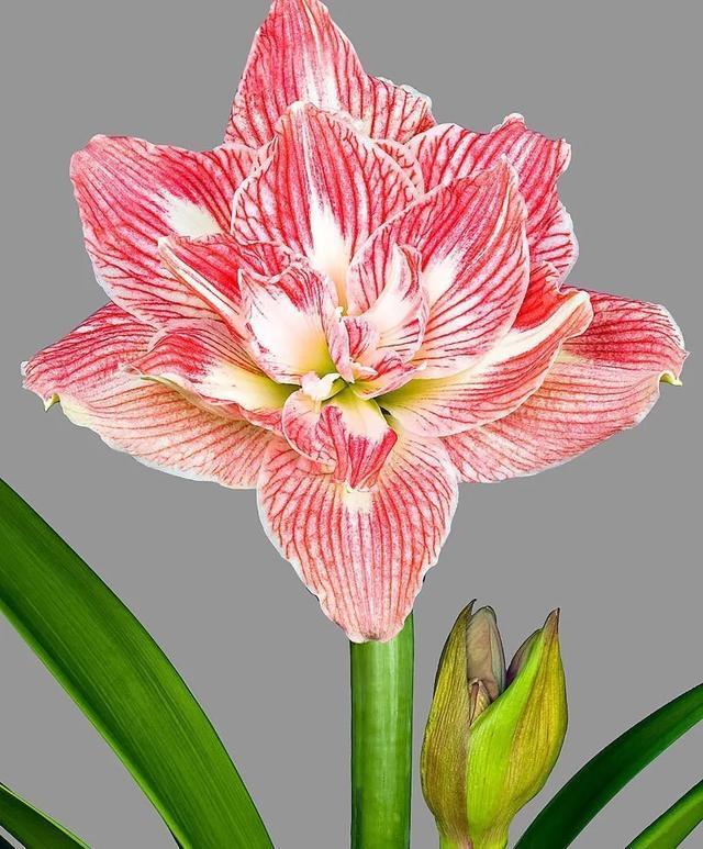 朱顶红美起来，就没其他花什么事儿，27个品种一个赛一个的美