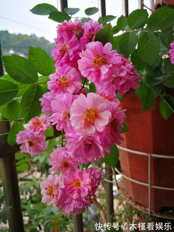 香味|喜欢菊花,不如养盆“精品玫瑰”朦胧的朱迪,水果香味,清新俊逸