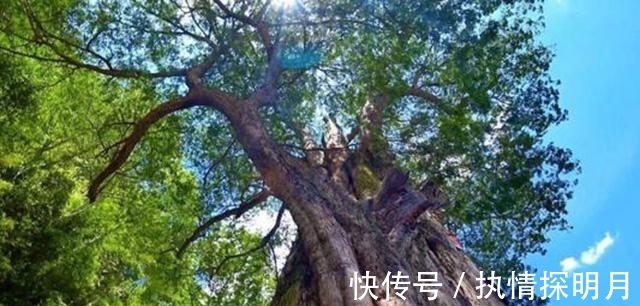 建木$把世界三地的神话连起来读,我们发现了一个完整的神树故事