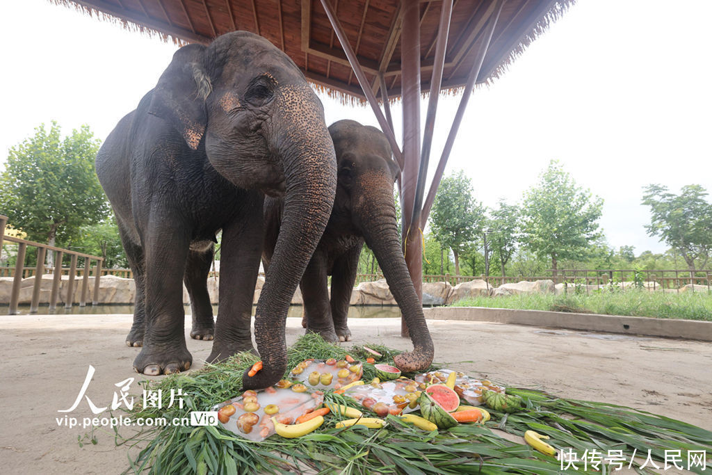 大象|为大象“修脚美甲”