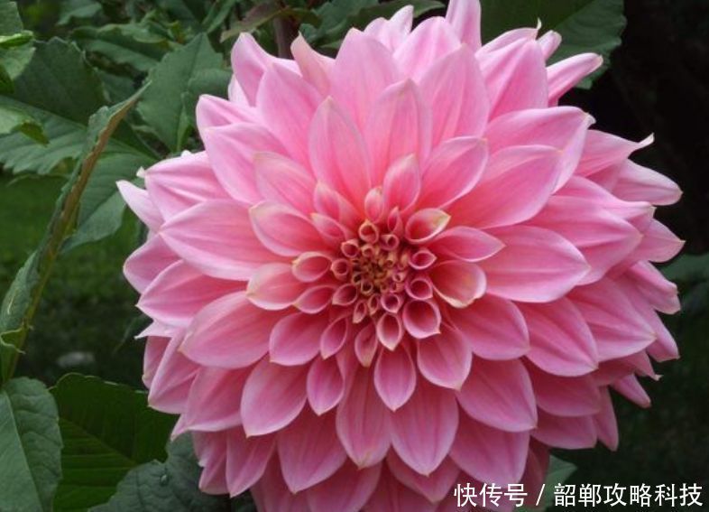 新手|“4种花”最好养,半月浇水一次,花开压弯枝头,适合新手养