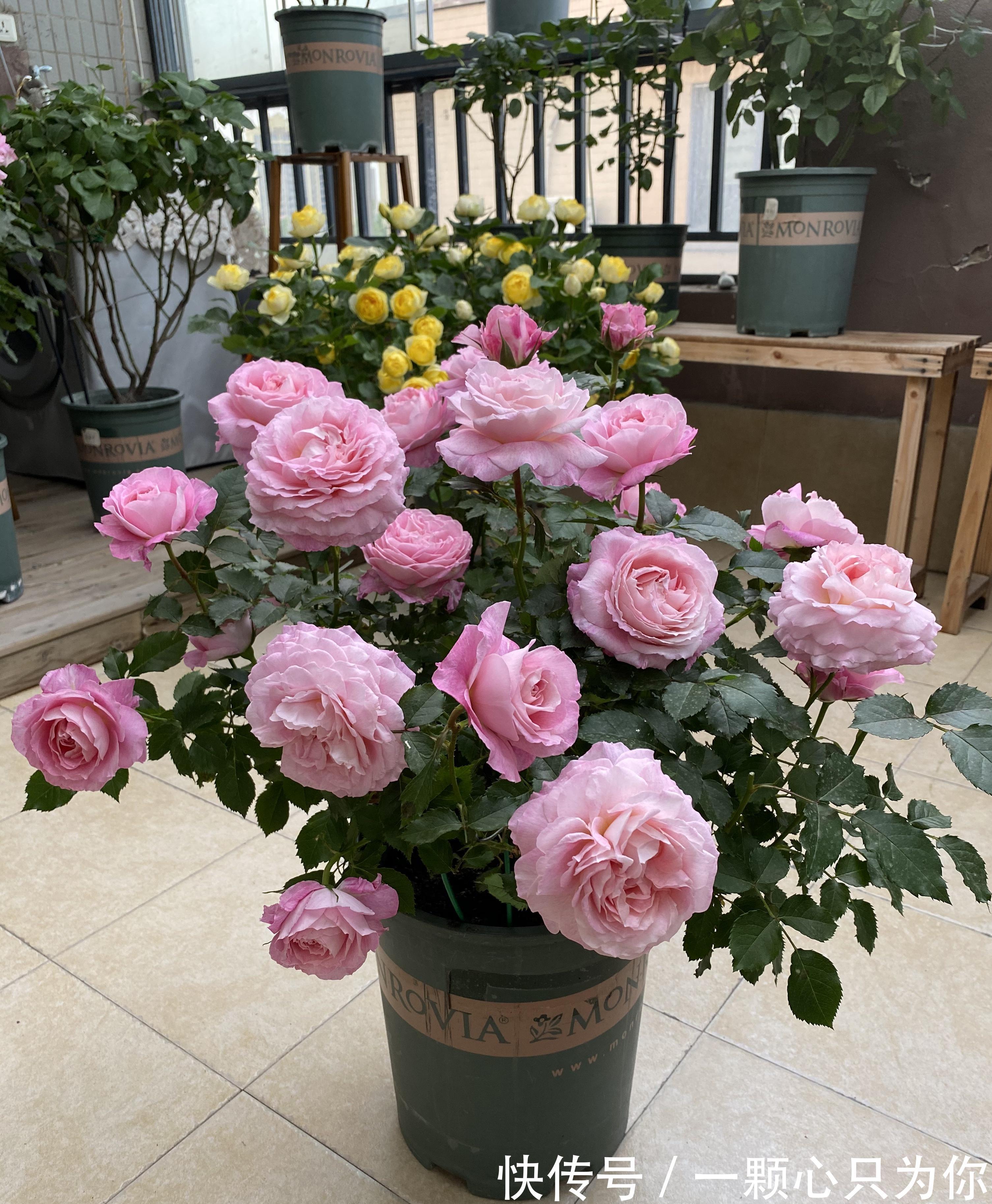 月季|一种长得像牡丹的月季花,颜值高,香气浓,四季花开,阳台也能养