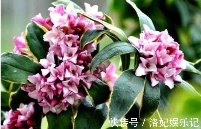 家养4种花,不仅名字好听,花也漂亮,姿态优美,韵味十足