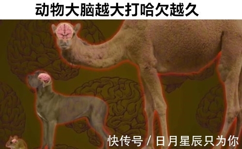 12个即便“满腹经纶”的学霸，也可能不知道的罕见冷知识