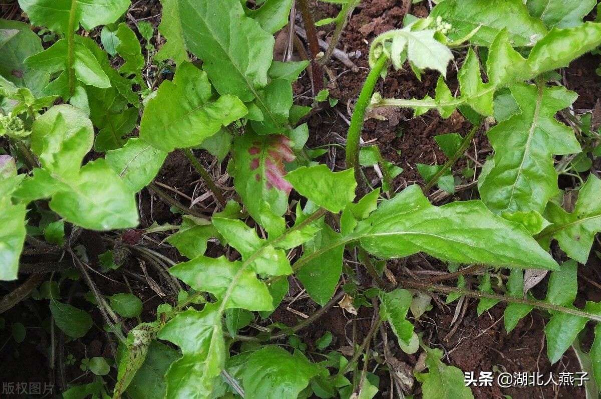 野菜|49种野菜大图片，带你见识不同的野菜和吃法，你想要的野菜这里有