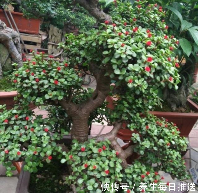 金枝玉叶养成小盆景,只需掌握5个小技巧,还能开花!