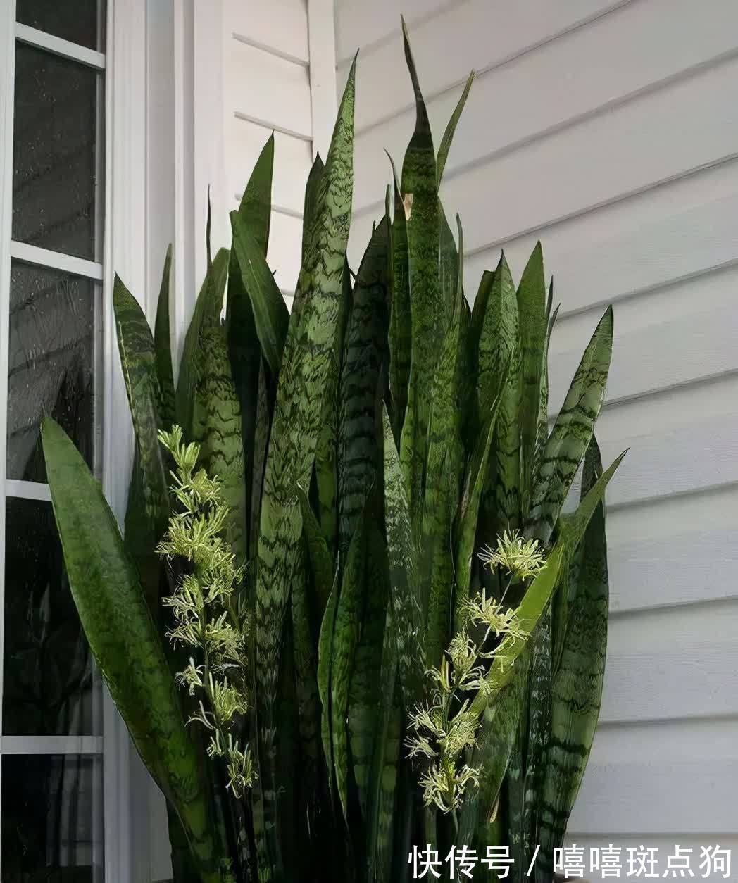 室内想养大盆镇宅花,建议从这10种里面选,听名字就很霸气
