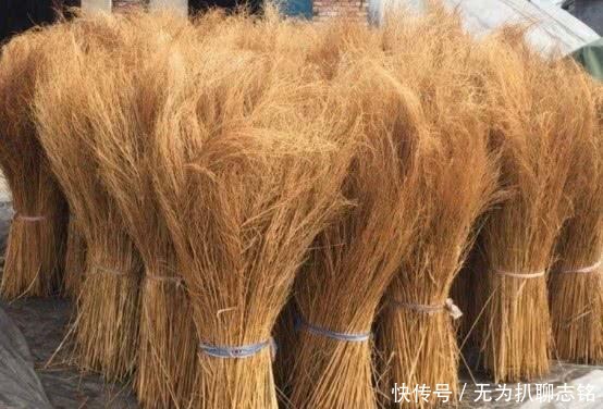 在中国被做成扫把的植物，到了日本却视为宝贝，成了观赏性植物