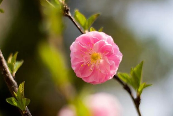 好运|一个人有这四个好习惯,才能好运连连不断,人生也会很顺利!