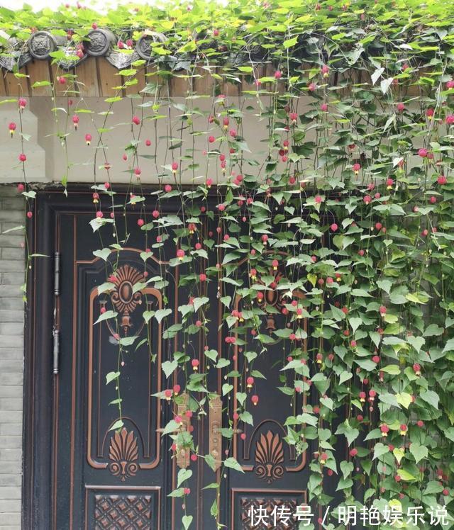 养护|4种花“高颜值”,花朵像“小仙女、红灯笼”,你家有几种?