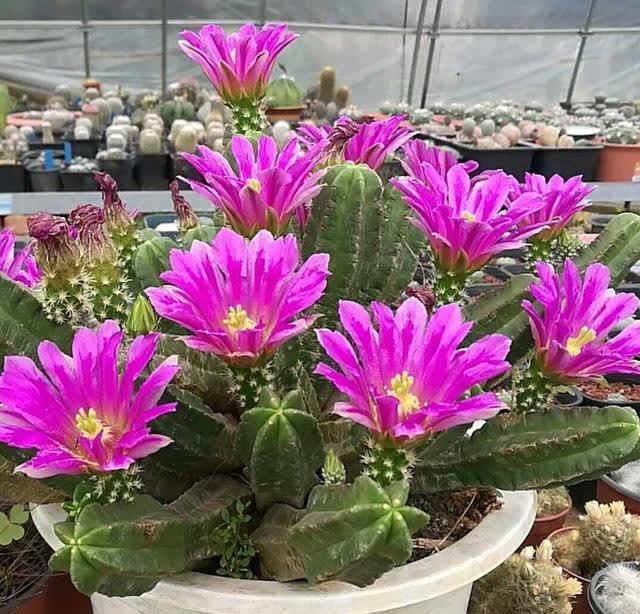 忌讳|用磷酸二氢钾促花,有“3忌”要避免,已被“证实”用错难开花