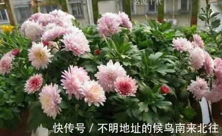 阳台变花园，8种花现在养，半个月就爆满阳台，长的飞快花也多
