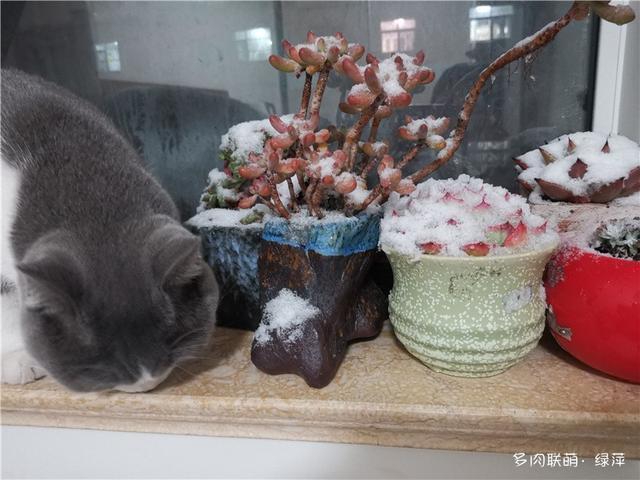 拈花一笑为红颜,无奈雨霾非吾恋