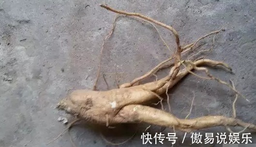 农村|农村小伙门口在自家菜园子居然挖出人参，吃完后直接被送进医院！