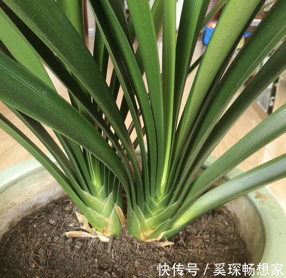 养君子兰“趁现在”,多做2件事,长成“大白菜”,一盆冒5个花箭