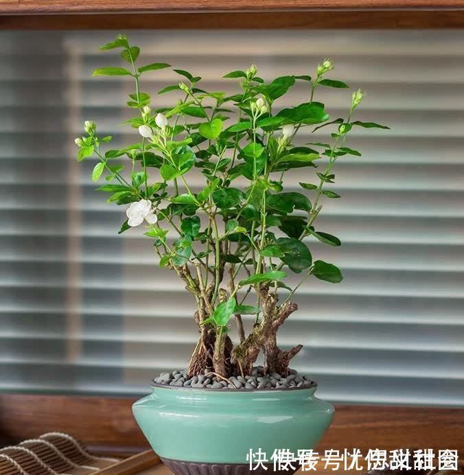 花苞|养茉莉花有“3点”很重要，株型更美，开花更多，又香又好看