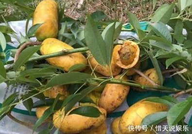 润肠|春天来了,不妨多吃三食物,美容抗衰,排毒润肠,值得推荐给家人