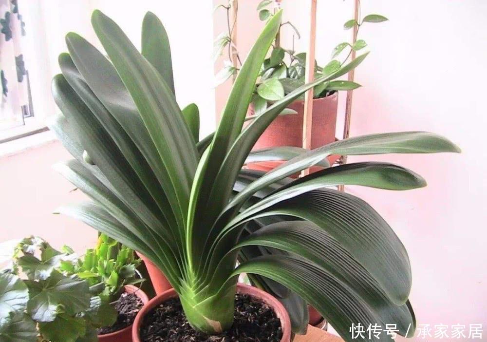 养君子兰不会浇水主要看叶子,水多水少有信号,养护也方便