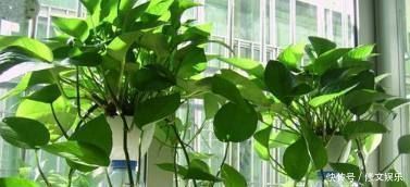 这些盆栽花卉是家里最好养的,想养死都难赶紧养一盆